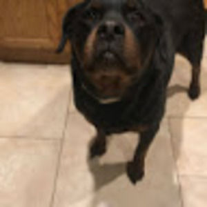 Meet your Posher, William